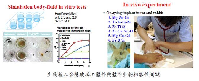 生物植入金屬玻璃之體外與體內生物相容性測試圖片