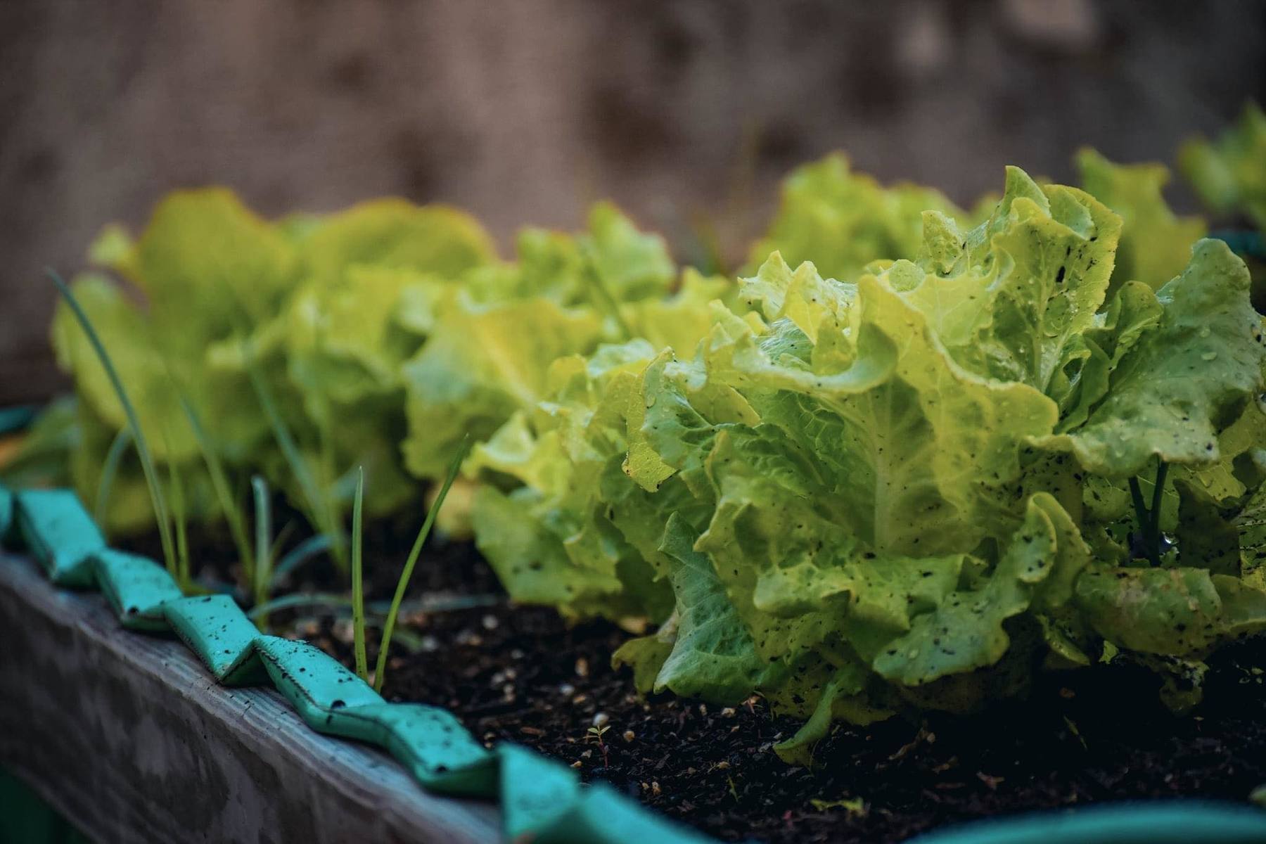 Keeping a garden on the rooftop reduces the distance between the place of production and the kitchen table.Image