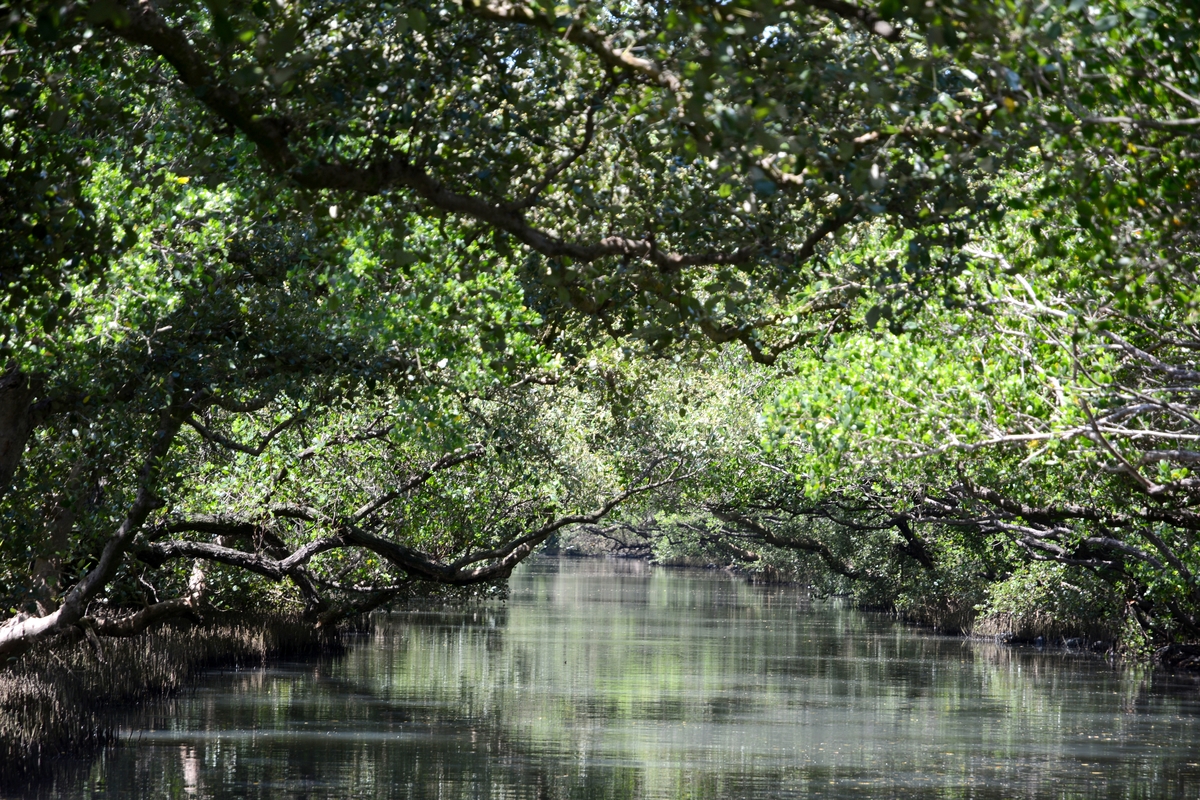 Mangroves in Taijiang National Park