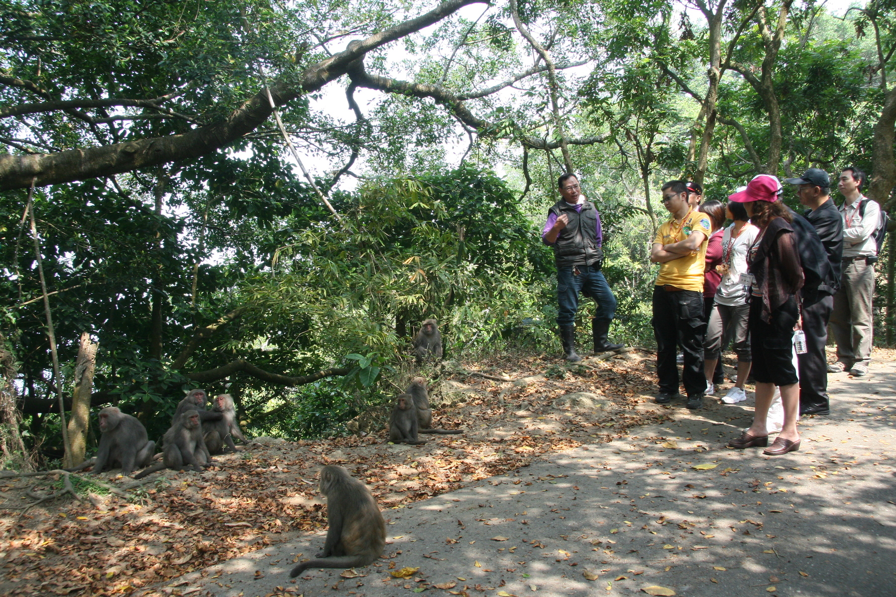 近距離的接觸柴山彌猴圖片