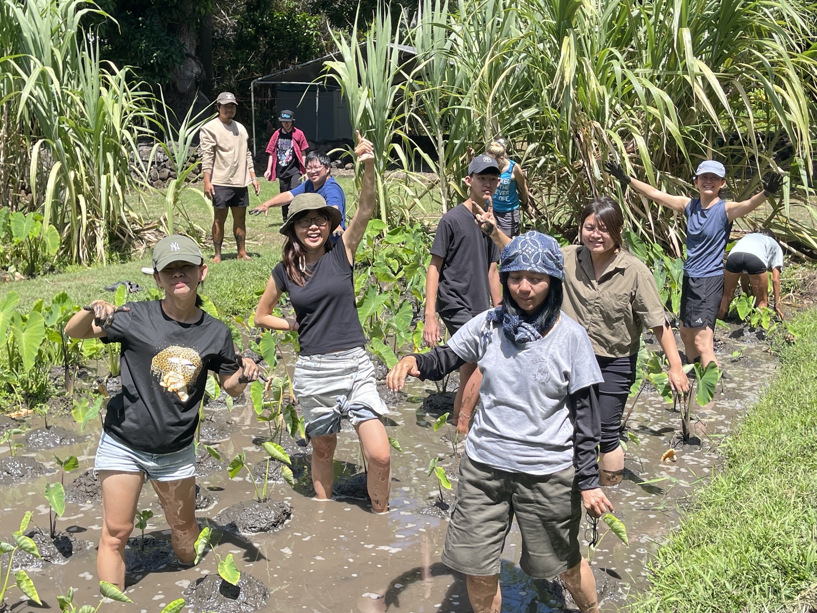 At the Kanewai Cultural Garden, participants learned traditional taro cultivation methods.Image