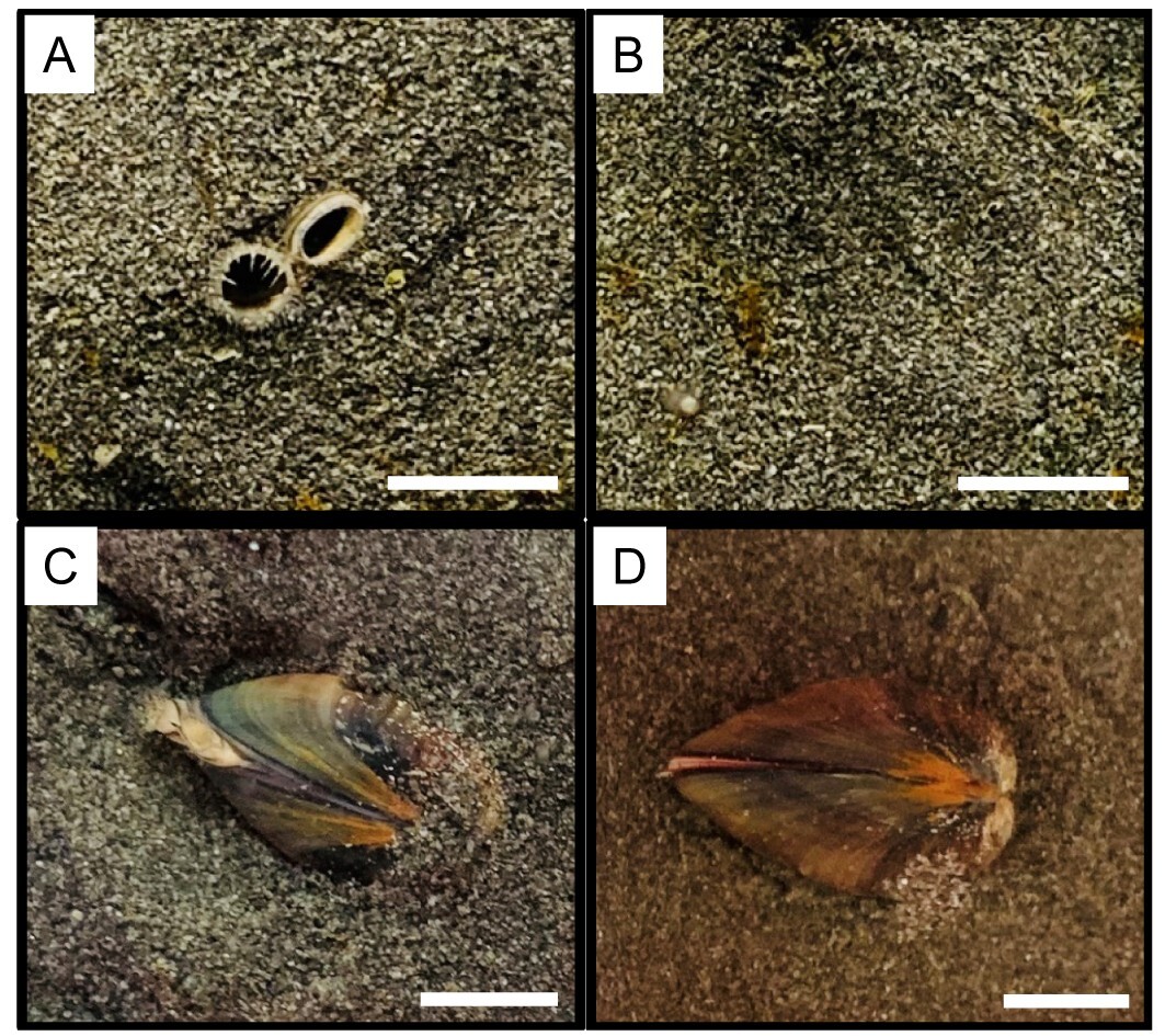 Representative images of the four behavioral states of M. taiwanica. (A) S state: siphons displayed and shell buried. (B) H state: siphons retracted and shell buried. (C) ES state: siphons displayed and shell exposed. (D) E state: siphons retracted and shell exposed.Image