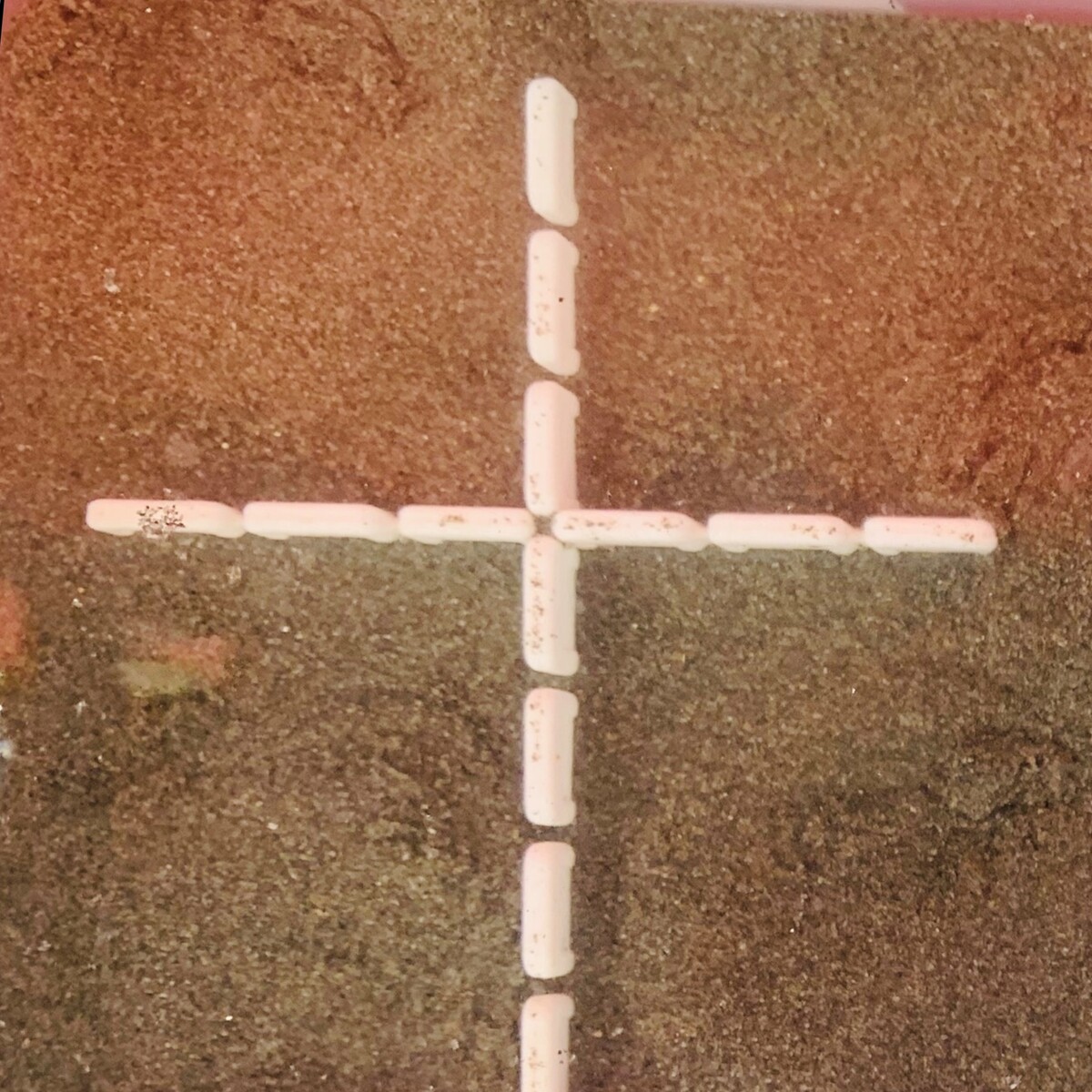 The H state (siphons retracted and shell buried) represents a resting condition or an avoidance response.Image