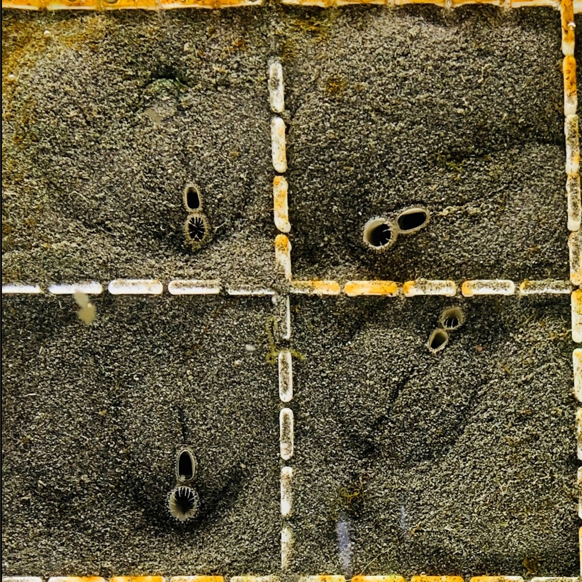 The S state (siphons displayed and shell buried) indicates active filtration and feeding.Image