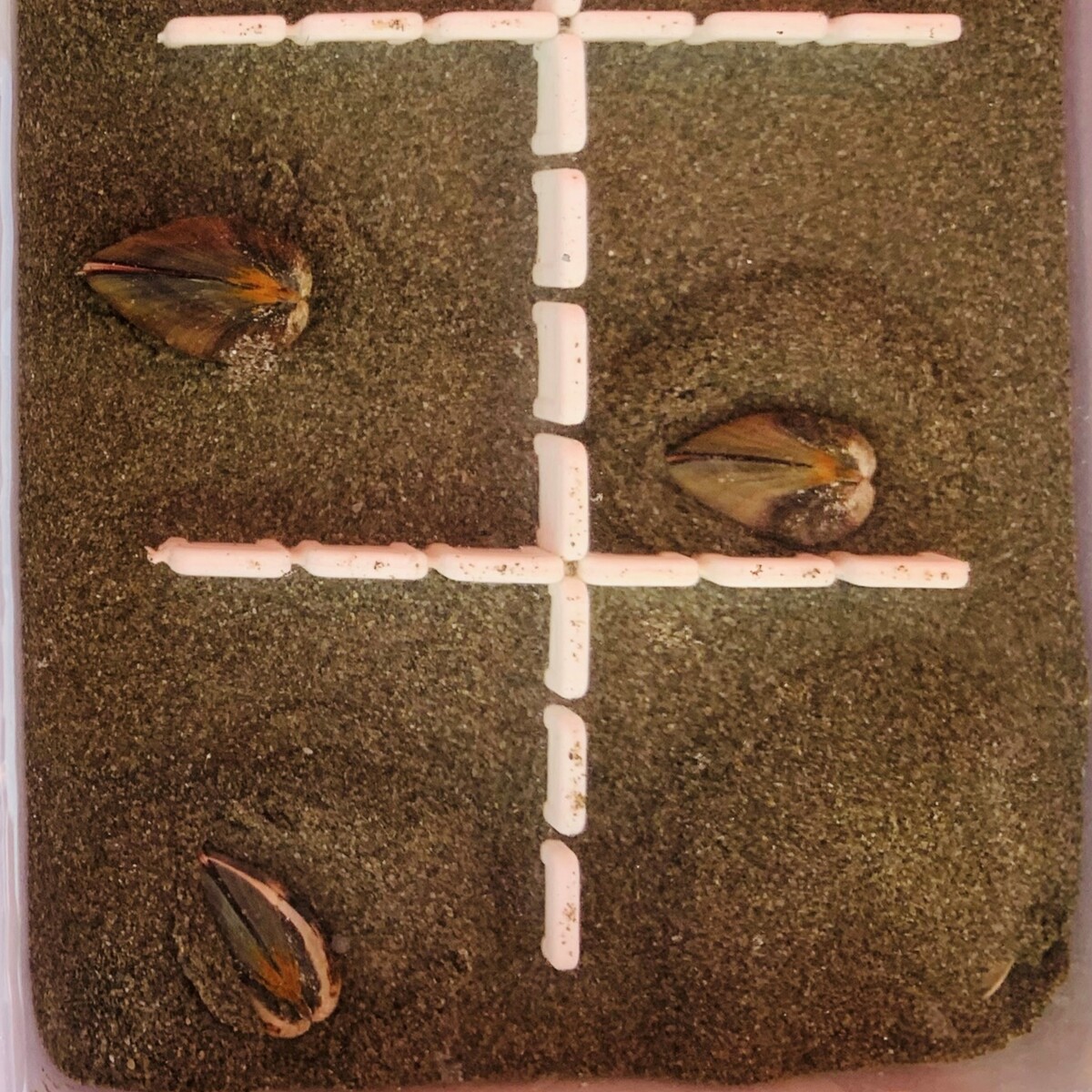 The E state (siphons retracted and shell exposed) and the ES state (siphons displayed and shell exposed) both reflect stress-induced emergence responses to adverse environmental conditions.Image