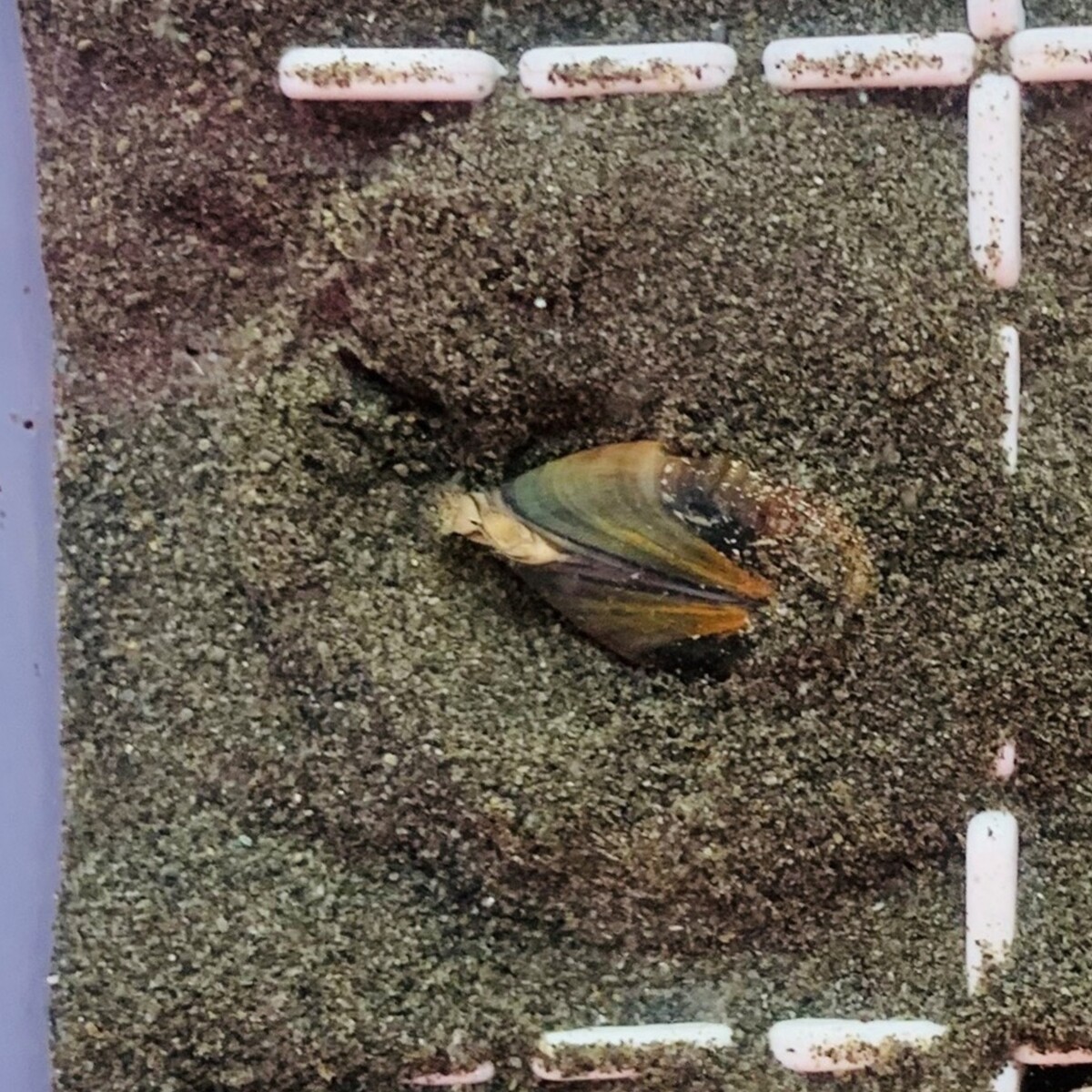 The E state (siphons retracted and shell exposed) and the ES state (siphons displayed and shell exposed) both reflect stress-induced emergence responses to adverse environmental conditions.Image