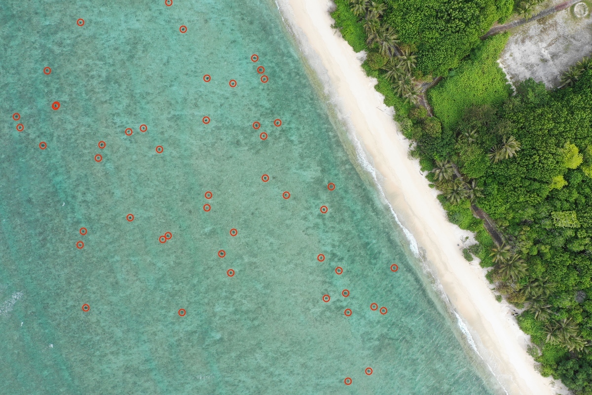 The team used drones to take bird’s-eye views along around 1 km of the coastline of the island, up to 400 m off the coast, and spotted around 200 sea turtles on a total area of 0.2 square kilometers and estimated that over one thousand sea turtles live around the island’s reef flat covering an area of 1.6 square kilometers. / photo by Yi Wei