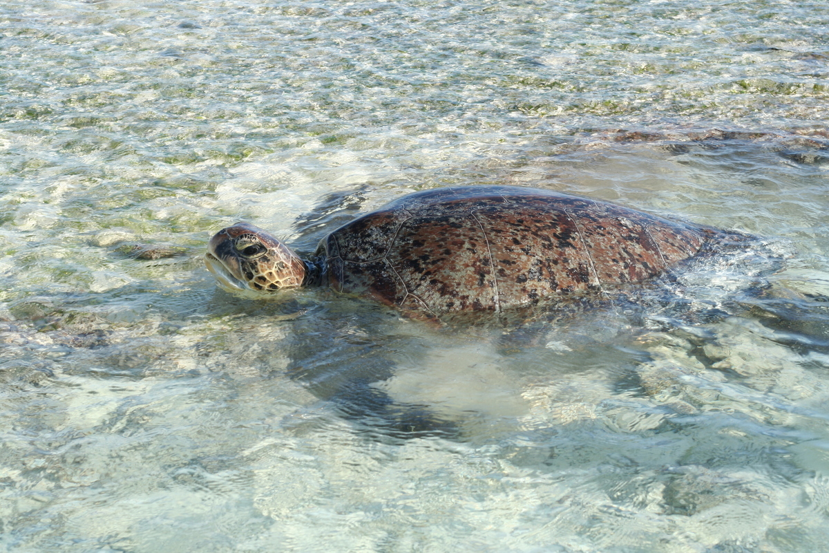 At present, only one species of sea turtle - the Pacific green turtle was discovered in the waters of Taiping Island. / photo by Yi Wei