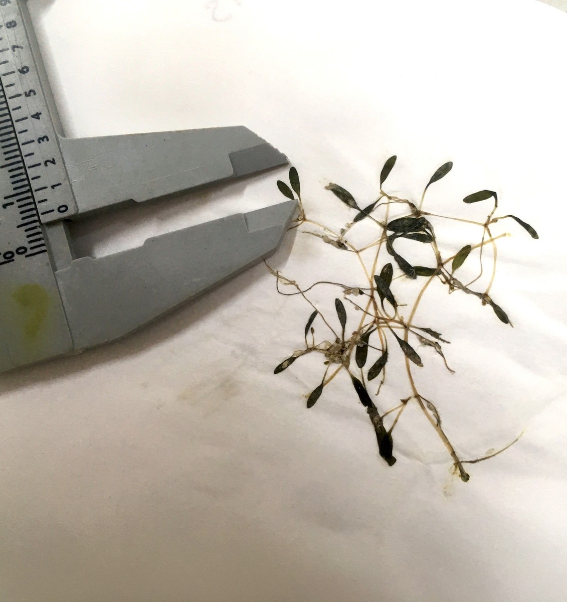 One of the undescribed species; it has the smallest leaves in the Halophila genus, of 4.42 to 6.61 mm.