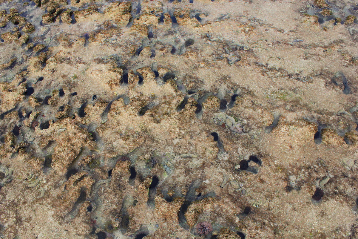 NSYSU team gives recommendations to solve sea urchin barren problem in Little Liuchiu